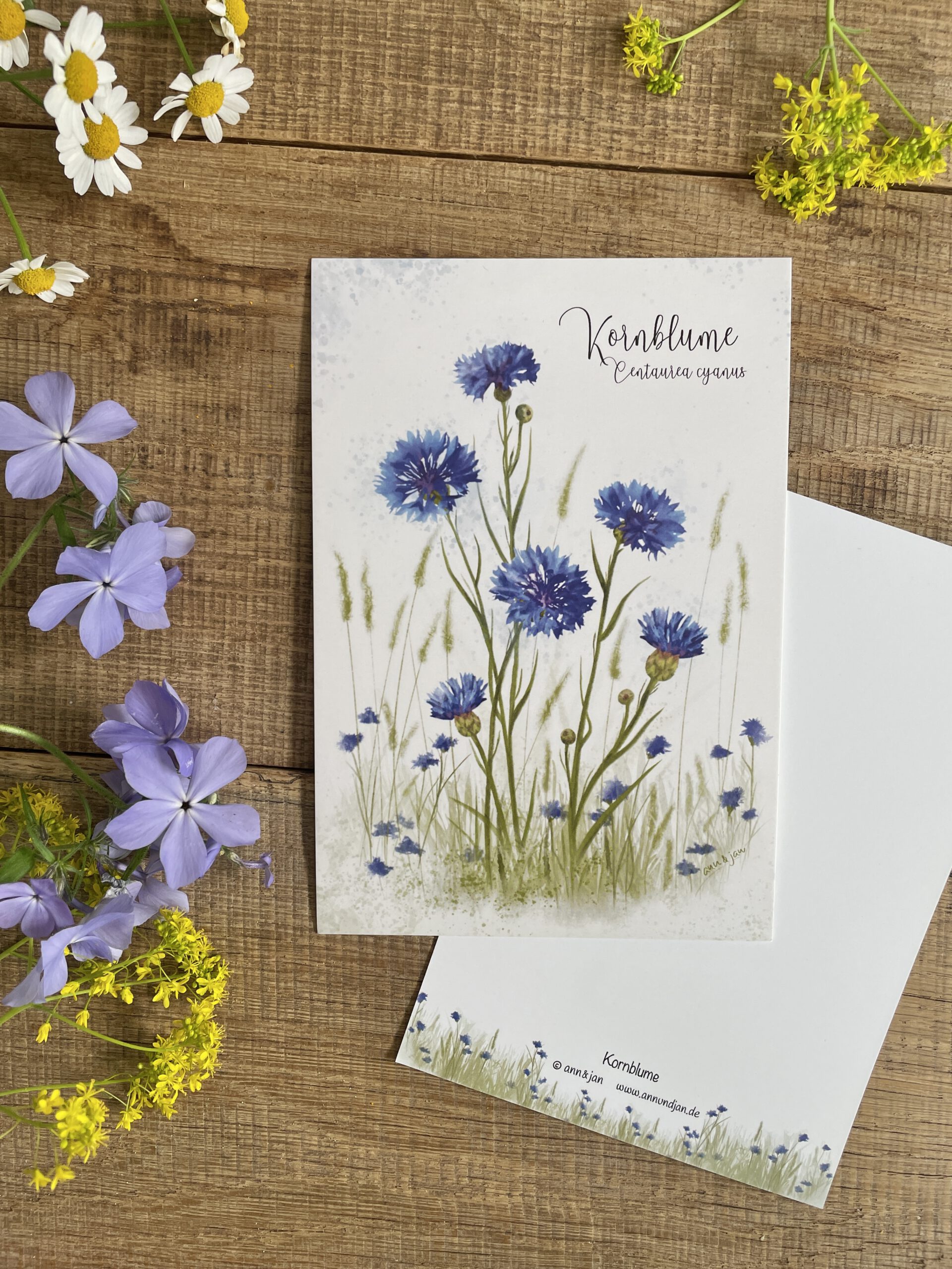 Handillustrierte große Postkarte Kornblume botanisches Motiv sommerliche Leichtigkeit von Ann und Jan