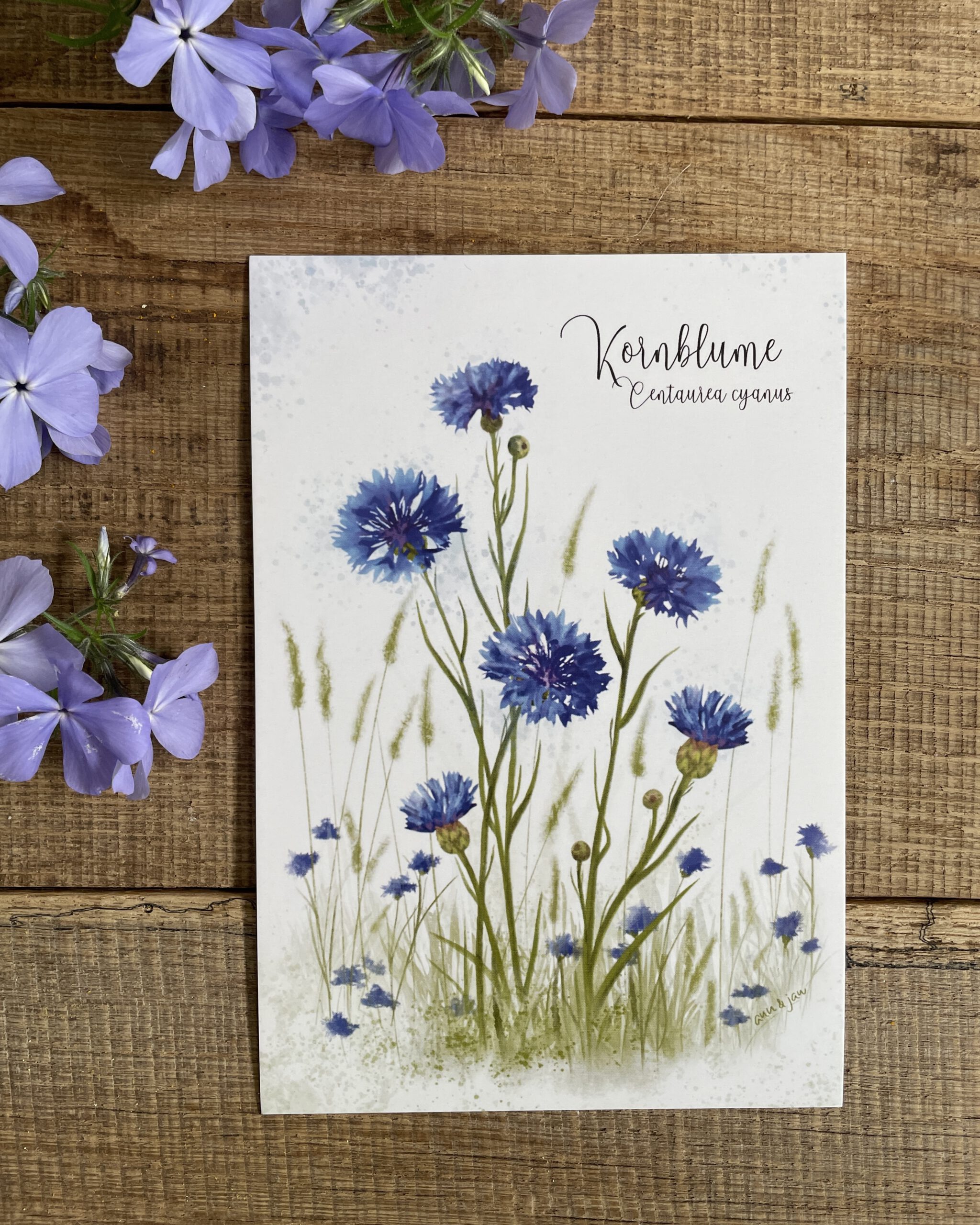 Große Postkarte „Kornblume" – Botanisches Motiv – Bild 2