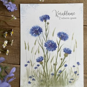 Handillustrierter Kunstdruck Kornblume botanisches Motiv Blau matt folienkaschiert von Ann und Jan DIN A4