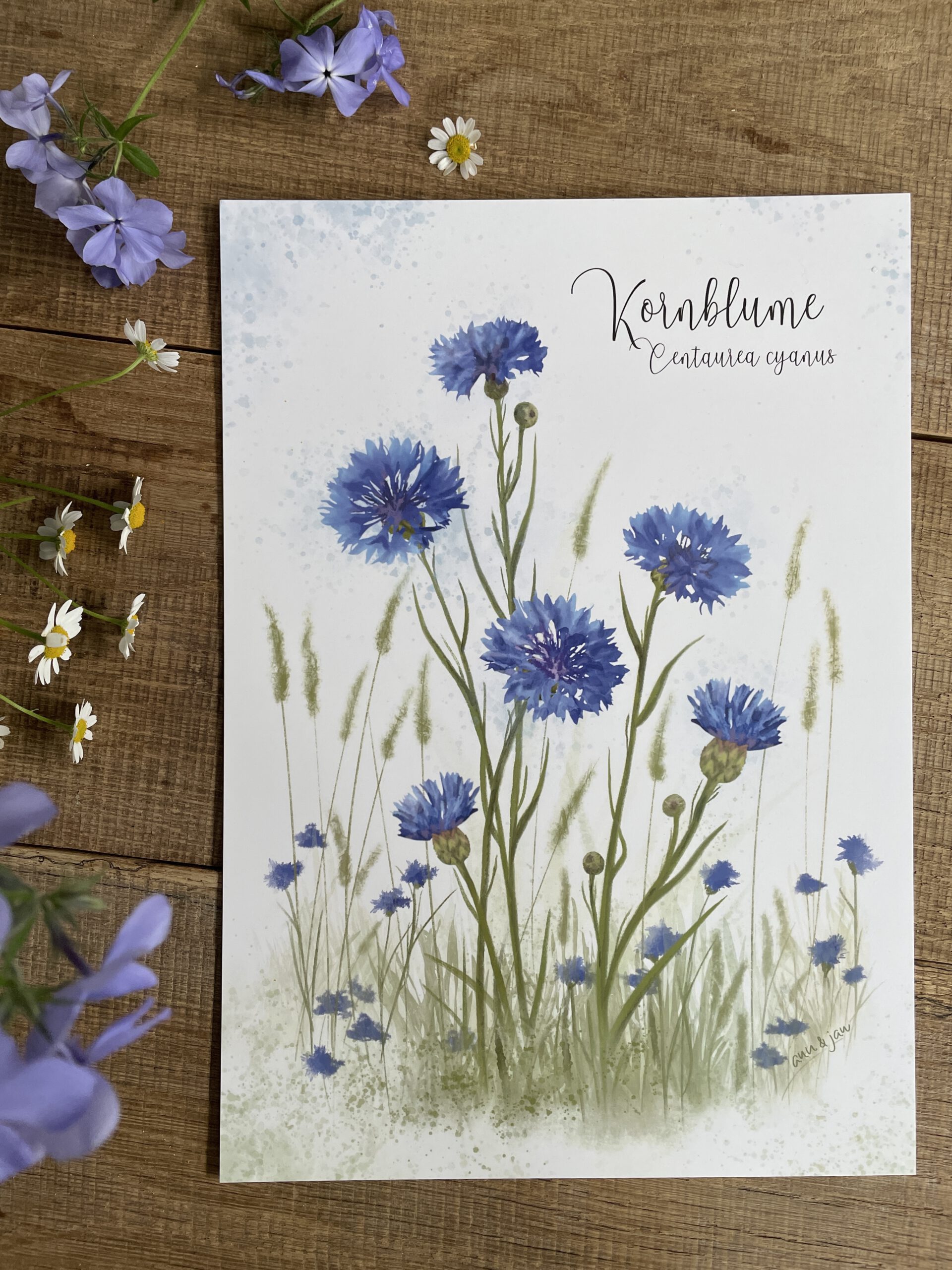 Handillustrierter Kunstdruck Kornblume botanisches Motiv Blau matt folienkaschiert von Ann und Jan DIN A4