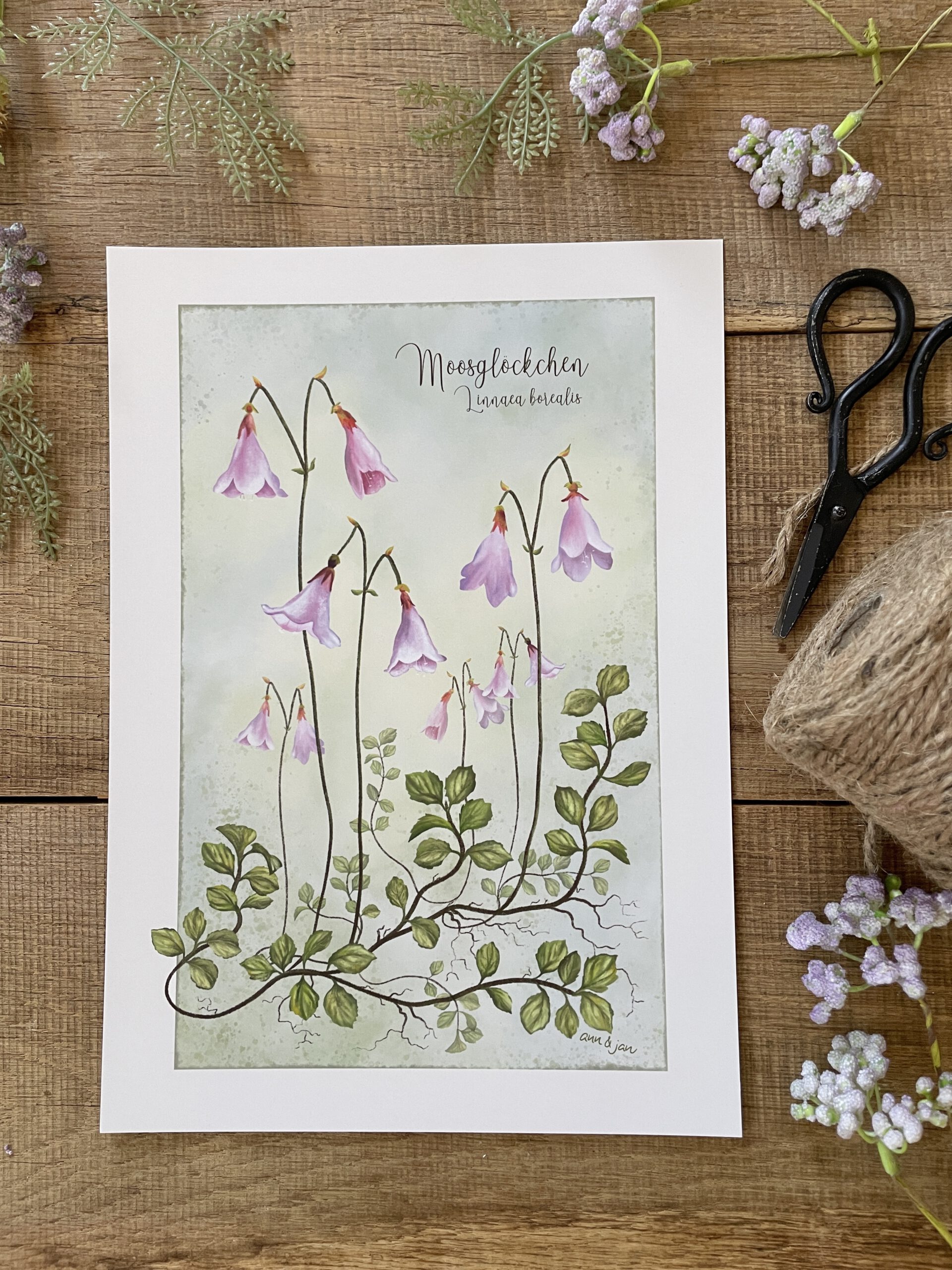 Handillustrierter Kunstdruck Moosglöckchen Linnaea borealis botanisch matt folienkaschiert von Ann und Jan